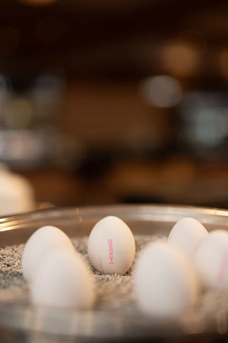 Frühstücksbuffet - Hotel Kerschdorfer, Kaltenbach Zillertal